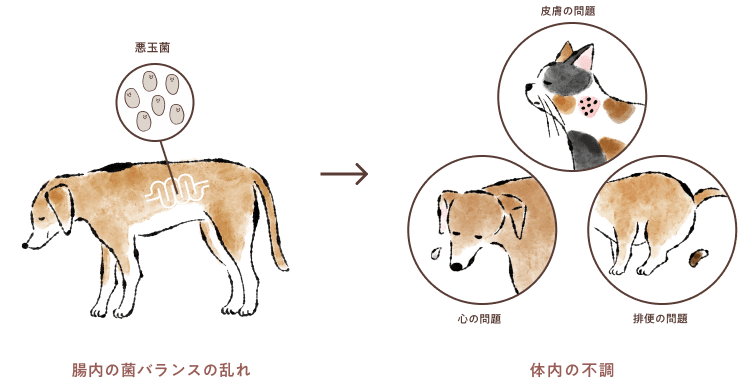 KINS WITH BOX(定期)ORIGINAL|KINS WITH|愛犬愛猫にも菌ケアを。